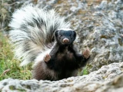 Humboldt's hog-nosed skunk in Patagonia, Argentina.