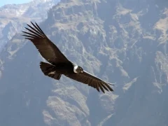 Andean condor in Patagonia, Argentina.