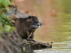 Coypu (or nutria) in Patagonia, Argentina.