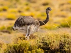 Darwin's rhea in Patagonia, Argentina.