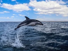 Dusky dolphin in Patagonia, Argentina.