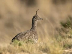 Elegant crested tinamou in Patagonia, Argentina.