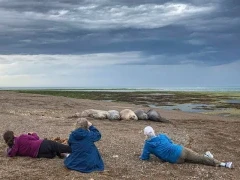 Guests observing elephant seals in Patagonia, Argentina.