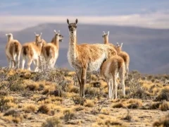 Herd of guanacos in Patagonia, Argentina.