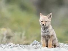 South American grey fox in Patagonia, Argentina.