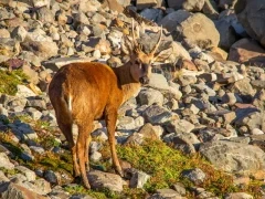 Huemul in Patagonia, Argentina.