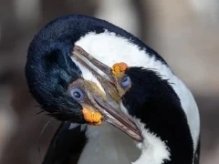 Imperial shag in Patagonia, Argentina.