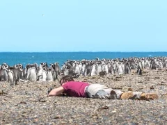 Photographer with a Magellanic penguin colony in Patagonia, Argentina.