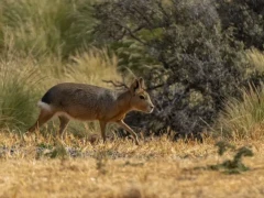 Mara in Patagonia, Argentina.
