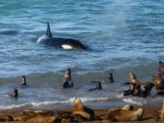 Orca near a colony of sea lions, in Patagonia, Argentina.
