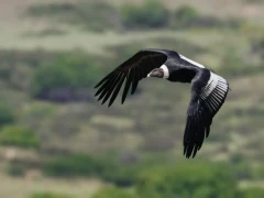 Andean condor in Patagonia.