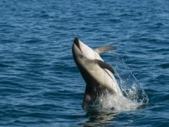 Dusky dolphin jumping, in Patagonia, Argentina.