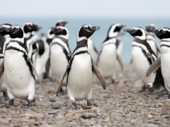 Magellanic penguins in Patagonia, Argentina.