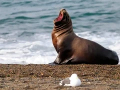 South American sea lion in Patagonia, Argentina.