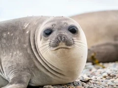 Southern elephant seal in Patagonia, Argentina.