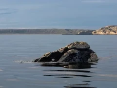 Southern right whale in Patagonia, Argentina.