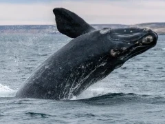 Southern right whale breaching in Patagonia, Argentina.
