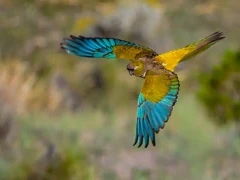 A burrowing parakeet in flight, Patagonia, Argentina.