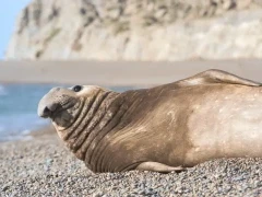Southern elephant seal in Patagonia, Argentina.