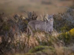 Puma in Patagonia, Argentina.