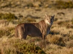 Puma in Patagonia, Argentina.