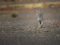 Puma in Patagonia, Argentina.