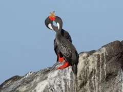 Red-legged cormorants in Patagonia, Argentina.