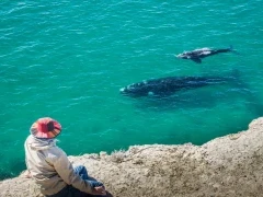 Southern right whales in Rincon Chico, Patagonia, Argentina.