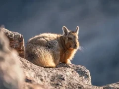 Viscacha in Patagonia, Argentina.