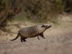 Armadillo in the Valdes Peninsula, Patagonia, Argentina.