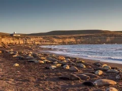 Elephant seals lying on a beach in Rincon Chico, Patagonia, Argentina.