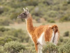 Guanaco in Patagonia, Argentina.
