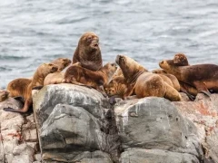 Sea lion on the rocks in Patagonia, Argentina.