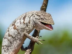Bush anole in Brazil.