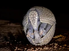 Three-banded armadillo in Bazil.