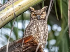 Great horned owl, Brazil.
