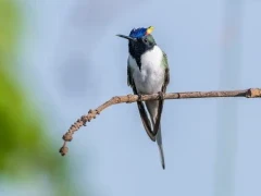 Horned sungem in Brazil.
