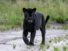 A melanistic jaguar in Trijuncao, Brazil.