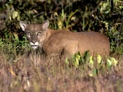 Puma in Brazil.