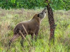 Tapir in Brazil.
