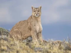 A female puma in Patagonia.