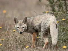 South American grey fox in Patagonia.