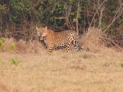 Jaguar amongst the grassland, Colombia.