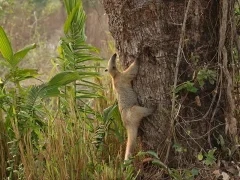 Southern tamandua climbing a tree in Colombia.
