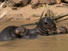 Giant river otters in the Pantanal, Brazil.