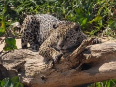 Jaguar scratching in the Pantanal, Brazil.