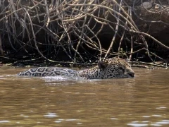 Jaguar swimming in the Pantanal, Brazil.