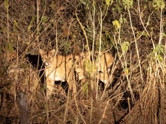 Puma in the Pantanal, Brazil.