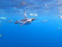 Snapshot of video