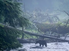 Black bear in Alaska.